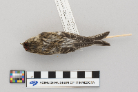 Acanthis flammea image