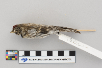Acanthis flammea image
