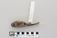 Acanthis flammea image