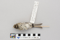 Acanthis flammea image