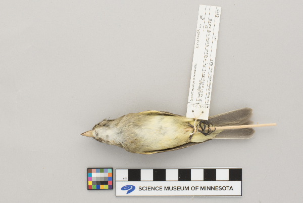 Empidonax image