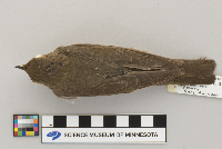 Catharus ustulatus image