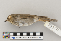 Catharus ustulatus image