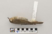 Catharus ustulatus image