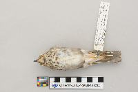 Catharus ustulatus image