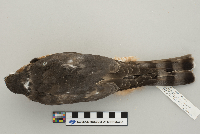 Accipiter striatus image
