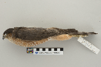 Accipiter striatus image