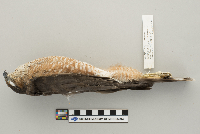 Accipiter striatus image
