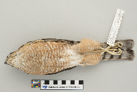 Accipiter striatus image