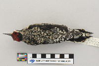Sphyrapicus varius image