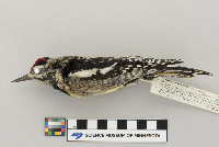 Sphyrapicus varius image