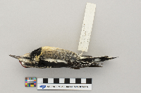 Sphyrapicus varius image