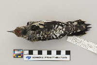 Sphyrapicus varius image