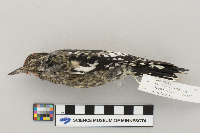 Sphyrapicus varius image
