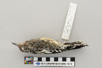 Sphyrapicus varius image