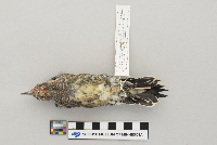Sphyrapicus varius image