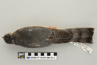 Accipiter striatus image