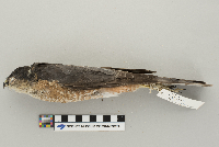 Accipiter striatus image