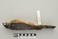 Accipiter striatus image