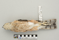 Accipiter striatus image