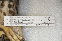 Falco mexicanus image