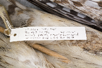 Accipiter cooperii image