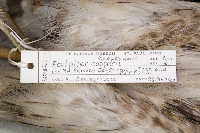 Accipiter cooperii image