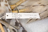 Accipiter cooperii image