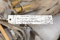 Accipiter cooperii image