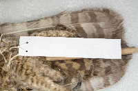 Bubo virginianus image