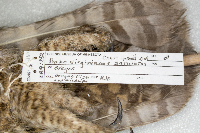 Bubo virginianus image