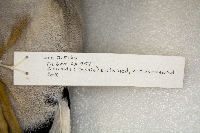 Anas platyrhynchos image