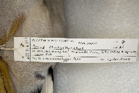 Anas platyrhynchos image