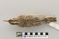 Sturnella neglecta image