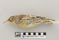 Sturnella neglecta image