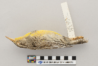 Sturnella neglecta image