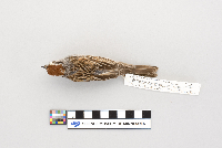 Spizella passerina image