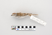 Spizella passerina image