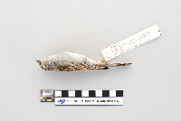 Spizella passerina image
