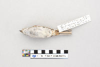 Spizella passerina image