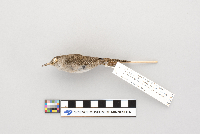 Troglodytes aedon image