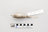 Troglodytes aedon image