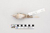 Troglodytes aedon image