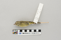 Vermivora celata image