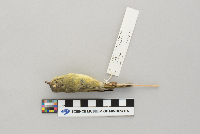 Vermivora celata image