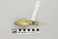 Vermivora celata image