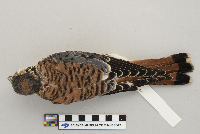 Falco sparverius image