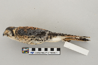 Falco sparverius image