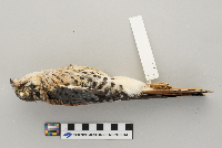 Falco sparverius image
