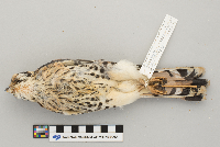 Falco sparverius image